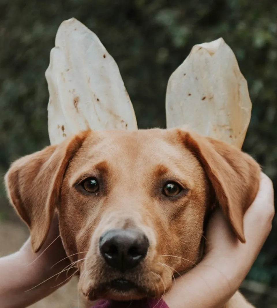 Cow Ear