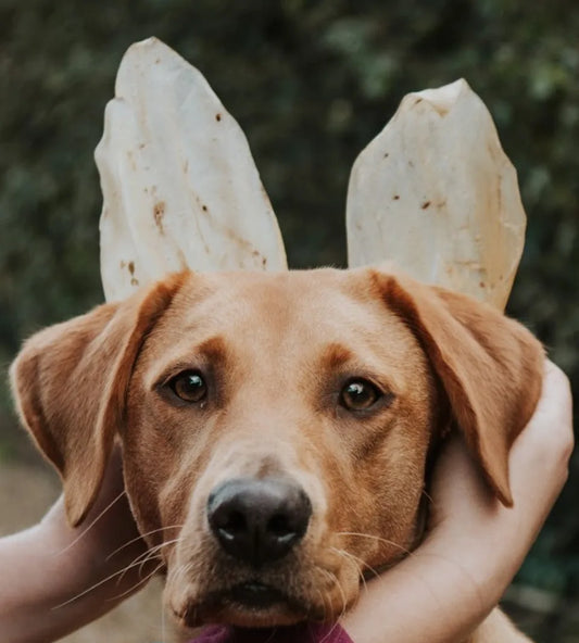 Cow Ear