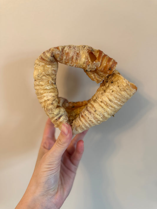 Buffalo Trachea Ring