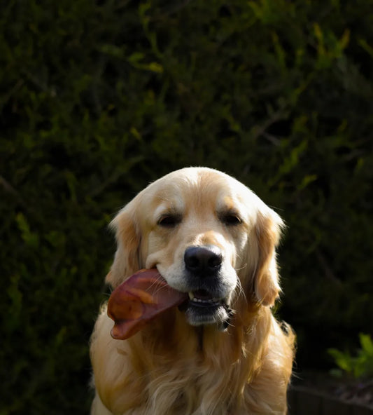 Pig Ear