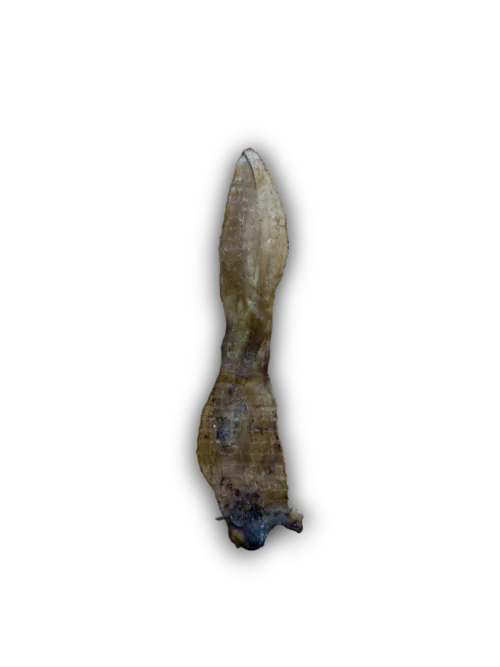 Rabbit Ears - Hairless