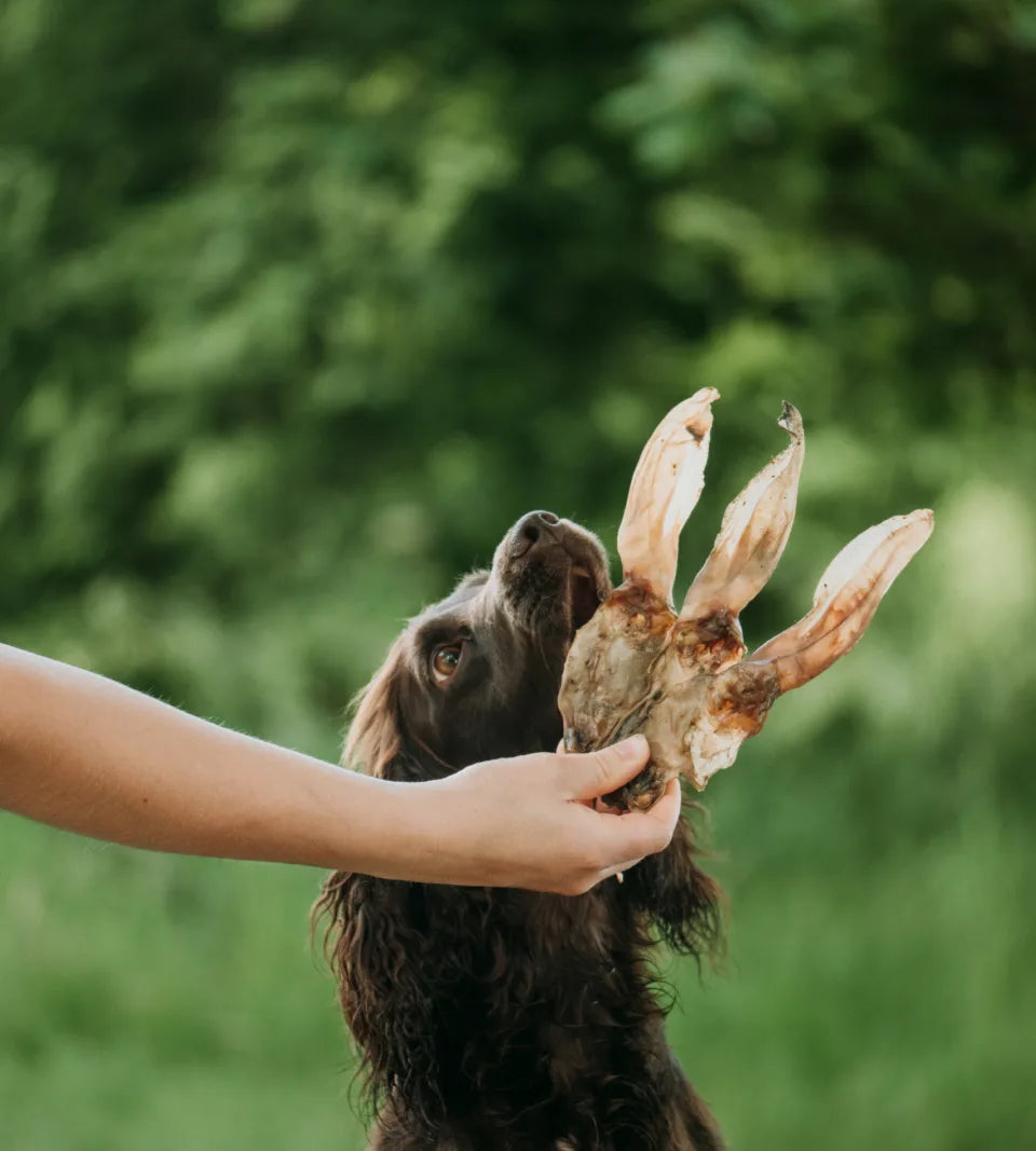 Rabbit Ears - Hairless